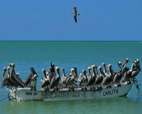 В 2021 году количество аудиторов и аудиторских организаций в стране опять снизилось