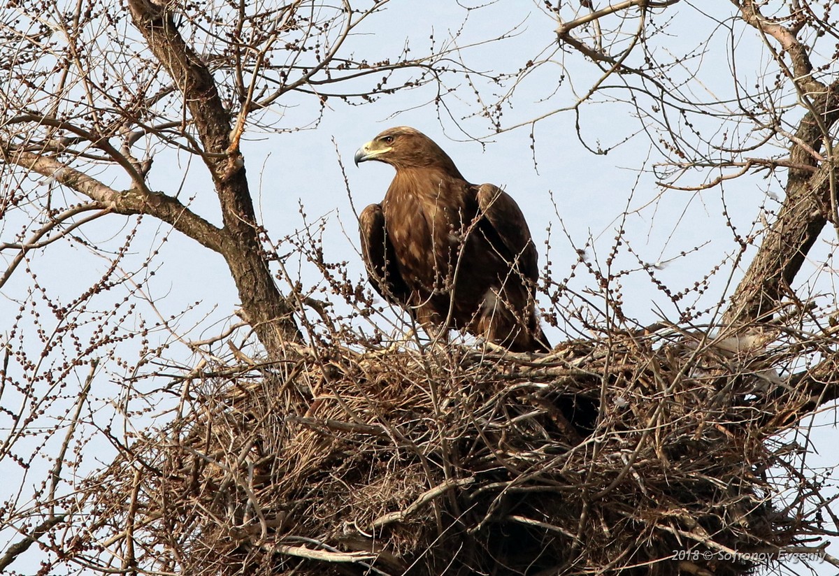 Компания КНАУФ научилась «вить» гнёзда