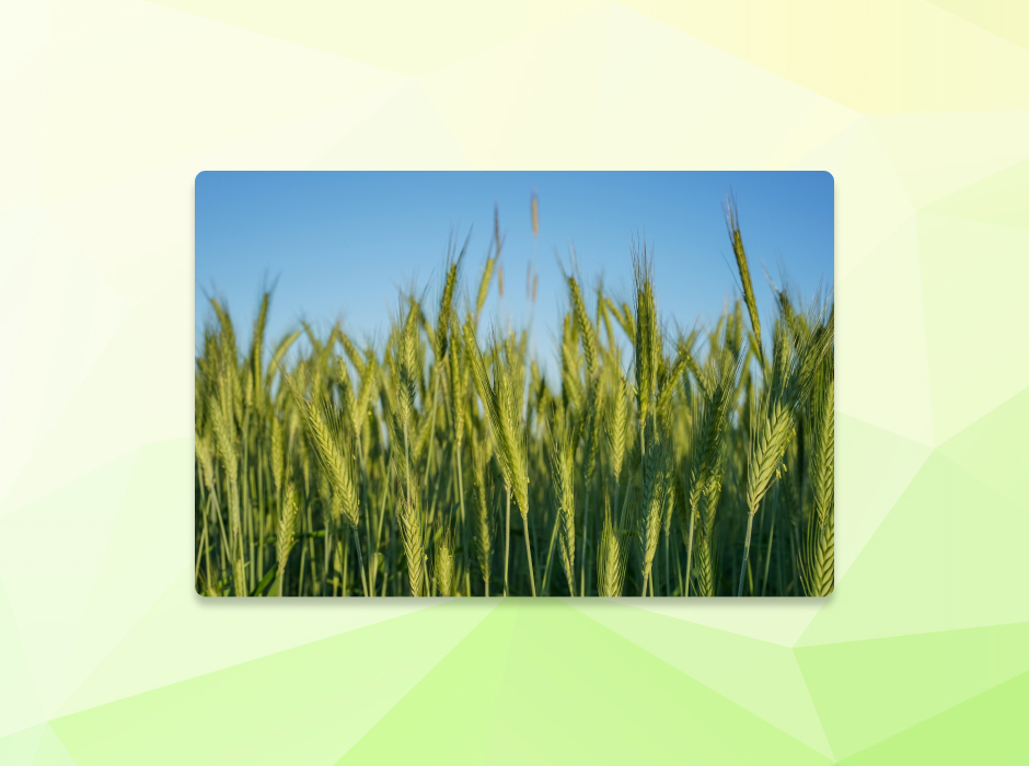 Россия снижает экспорт зерна!