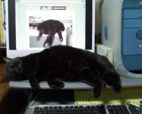 Кто является разработчиком в целях налоговых льгот для IT: новые разъяснения