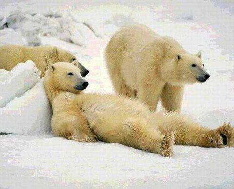 Как аудиторским фирмам отделить совместителей от основных работников