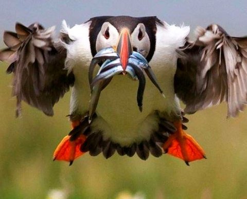 Заявление о возврате или зачете налоговой переплаты будет проще заполнить