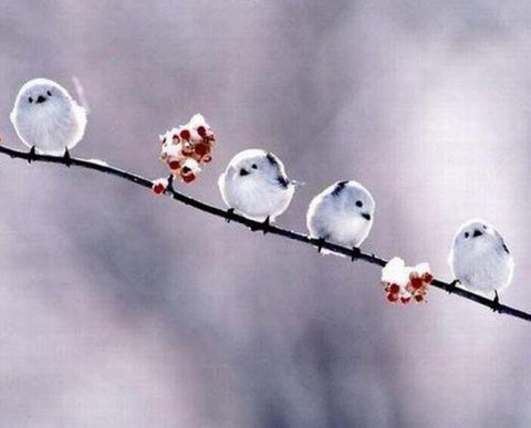 Минфин разъяснил, для каких НПАО аудит остался обязательным