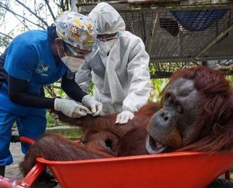 Работодатель оплатил расходы, связанные с прививкой от коронавируса - НДФЛ не удерживается