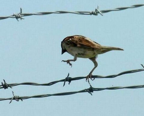 Перешедшие на АУСН смогут не сдавать 4-ФСС - фонд подключился к эксперименту