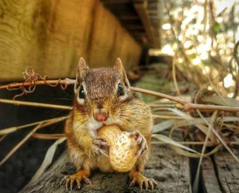 СРО ААС разъясила, как отражать ОС, аренду, предоплату за запасы при переходе на ФСБУ