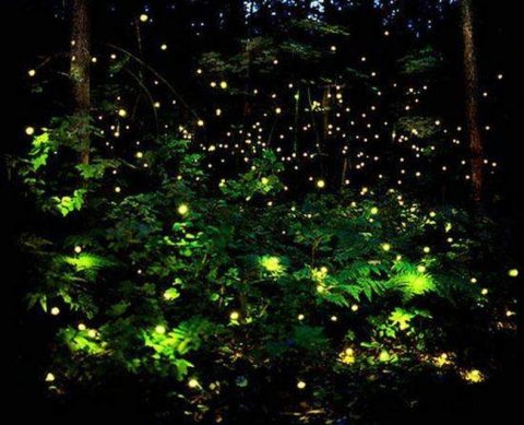 Срок на возврат переплаты отсчитывается с момента подачи годовой декларации, а не с уплаты авансов