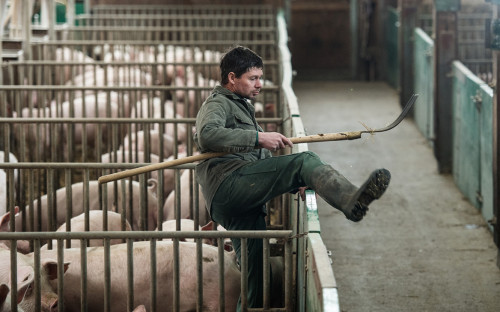 Пострадавшим от чумы свиней аграриям продлят сроки погашения кредитов