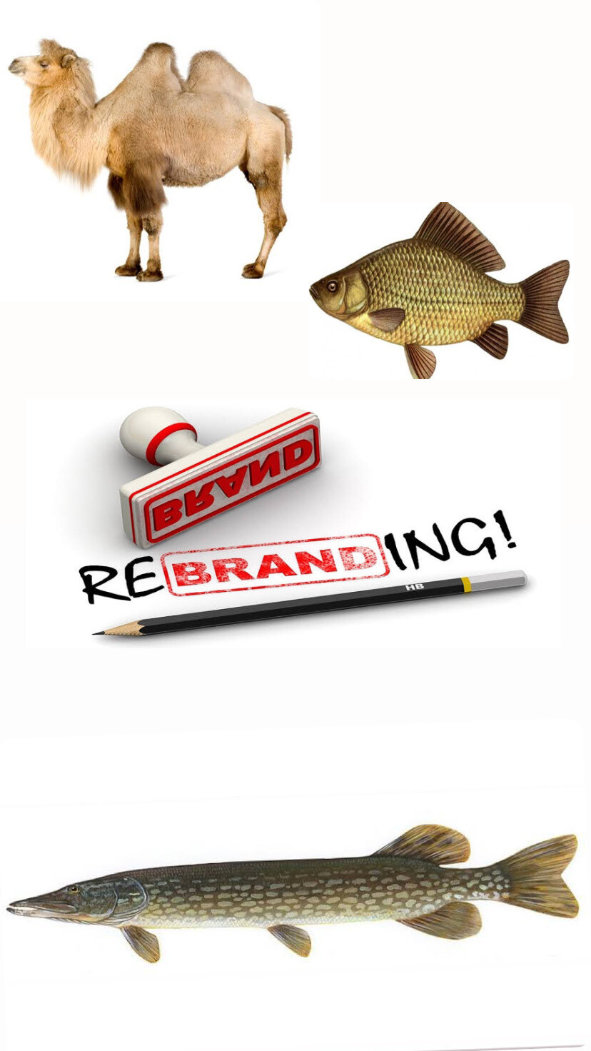 Любителям ребрендинга – о карасях, щуках и верблюдах
