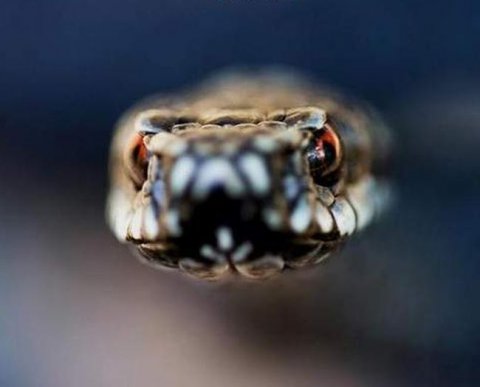 ФНС призвала налоговиков требовать документы так, чтобы затем исключить споры