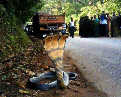 Совета по аудиторской деятельности не будет с начала 2022 года - вышел приказ