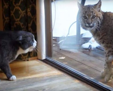 Контроль в сфере ККТ будет "оперативным", но при этом - налоговым: законопроект