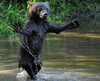 5 раз за год замечена в демпинге: из-за этого уровень риска аудиторской фирмы повысится