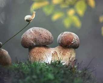 Кабмин сегодня принимает решения насчет объединения ПФ и ФСС