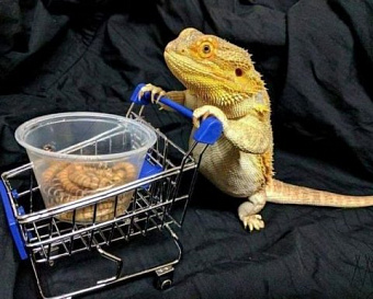 Курьер привез заказ на дом и принял деньги: в чеке должен быть адрес покупателя