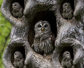 Купля-продажа акций у "своих" иностранных фирм: контролируемая сделка или нет?