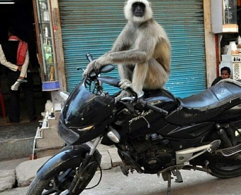 Суточные для "разъездных" сотрудников не облагаются НДФЛ и взносами - в какой сумме