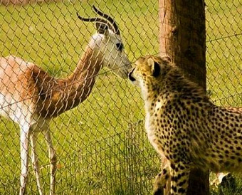 Предложено уменьшить максимальные сроки лишения свободы по налоговым преступлениям
