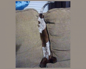 Соглашение ЕАЭС об аудиторской деятельности: что изменится для российского аудита