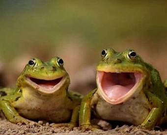 При АУСН информировать банк о зарплатах надо будет с кодами доходов и вычетов