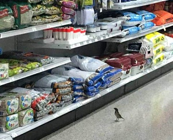 В счет зарплаты: как работодателю оформить кассовый чек за переданный товар