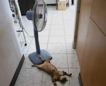 Для большей части отраслей автоматически продлены сроки уплаты взносов