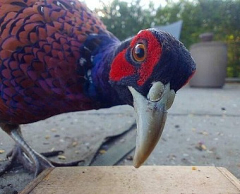 Планируется принять постановление о валютном контроле на этот год