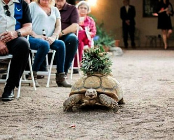 Решение по выездной проверке затянуто - не повод для отмены последующего требования об уплате