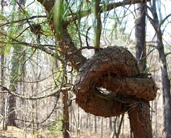 Обновилась форма заявления о внесении изменений в ЕГРЮЛ, напомнила ФНС