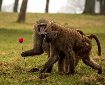 Подарил сотруднику подарок: какие налоги и взносы придется заплатить