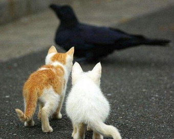 Одна фирма не может "наслать" на другую выездную налоговую проверку