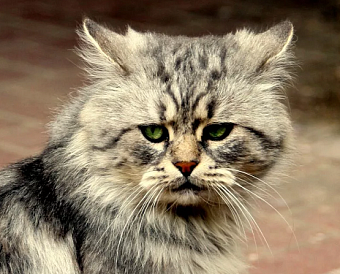 «Преимуществ не видим»: крупный бизнес раскритиковал идею единого налогового счета