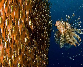 ЦБ начал предварительный отбор аудиторских организаций для НФО