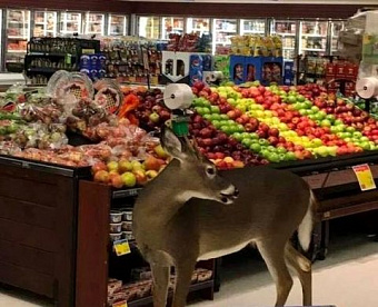 ФНС обновила формы заявлений о регистрации ККТ