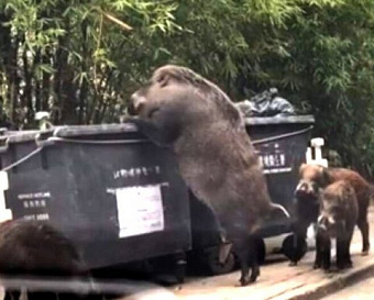 24 февраля аудиторам расскажут о намеках на банкротство, содержащихся в отчетности